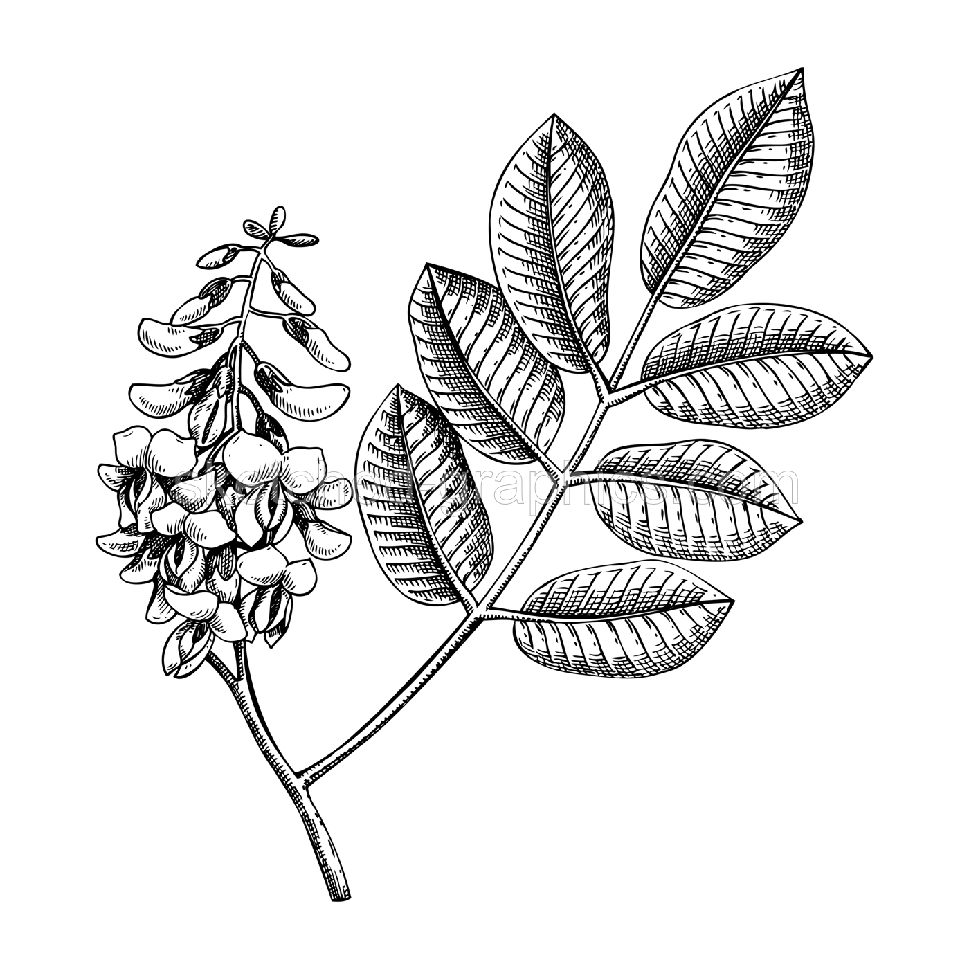 Jamacian dogwood sketch. Apothecary plant drawing. Herbal remedies, medicinal plant, natural medicine hand-drawn vector illustration. NOT AI genereted Illustration